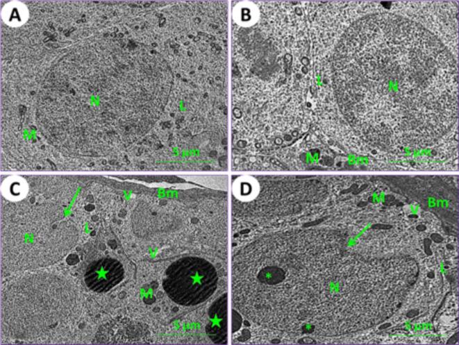 https://cdn.ncbi.nlm.nih.gov/pmc/blobs/e8bb/11525657/cb230ffdcb93/41598_2024_74410_Fig8_HTML.jpg
