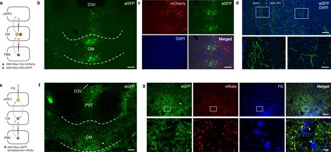https://cdn.ncbi.nlm.nih.gov/pmc/blobs/e8be/10156671/7eb44e80ab2a/41467_2023_38264_Fig3_HTML.jpg