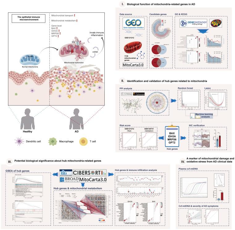 https://cdn.ncbi.nlm.nih.gov/pmc/blobs/e8c0/11106410/45456ddd675d/fimmu-15-1367602-g001.jpg
