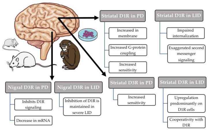 https://cdn.ncbi.nlm.nih.gov/pmc/blobs/e8c1/8003204/251b253b6bdb/biomedicines-09-00314-g001.jpg