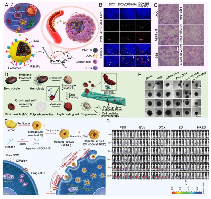https://cdn.ncbi.nlm.nih.gov/pmc/blobs/e8c4/11780529/246eee6476d2/thnov15p1689g008.jpg