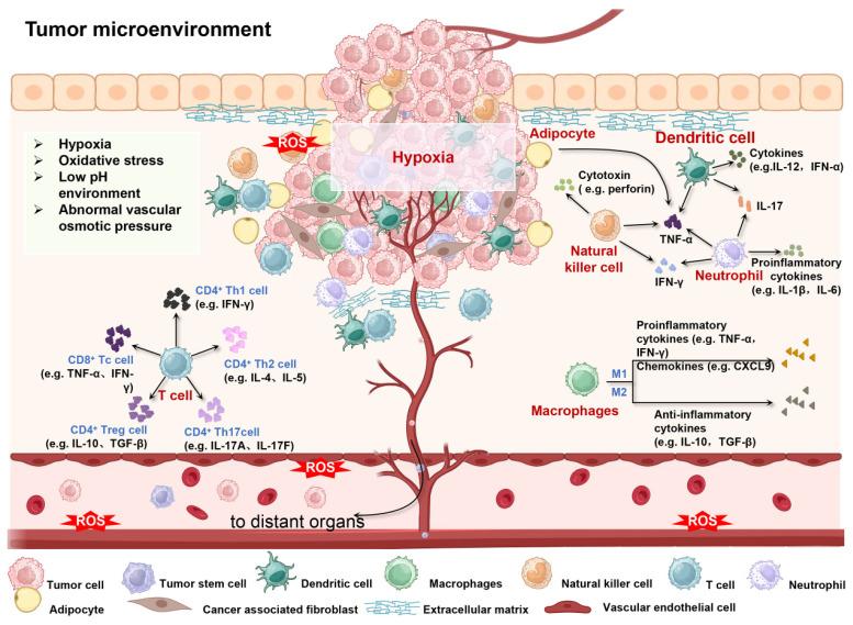 https://cdn.ncbi.nlm.nih.gov/pmc/blobs/e8c4/11780529/74a4b0d2740d/thnov15p1689g002.jpg