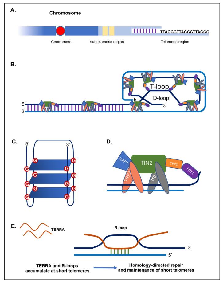 https://cdn.ncbi.nlm.nih.gov/pmc/blobs/e8c4/8953746/e8b64c83b968/genes-13-00539-g001.jpg