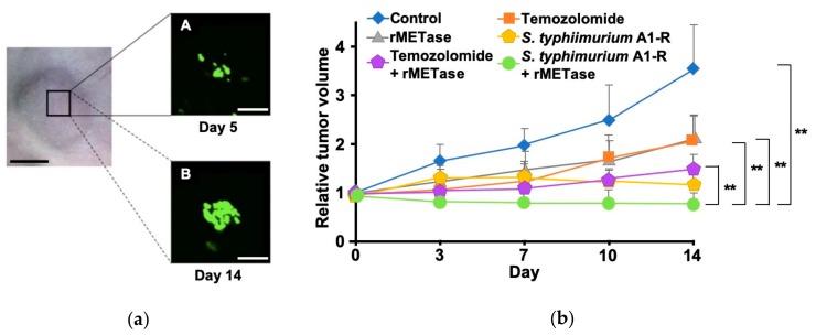 https://cdn.ncbi.nlm.nih.gov/pmc/blobs/e8c9/6562625/7930930ded19/cells-08-00410-g006.jpg
