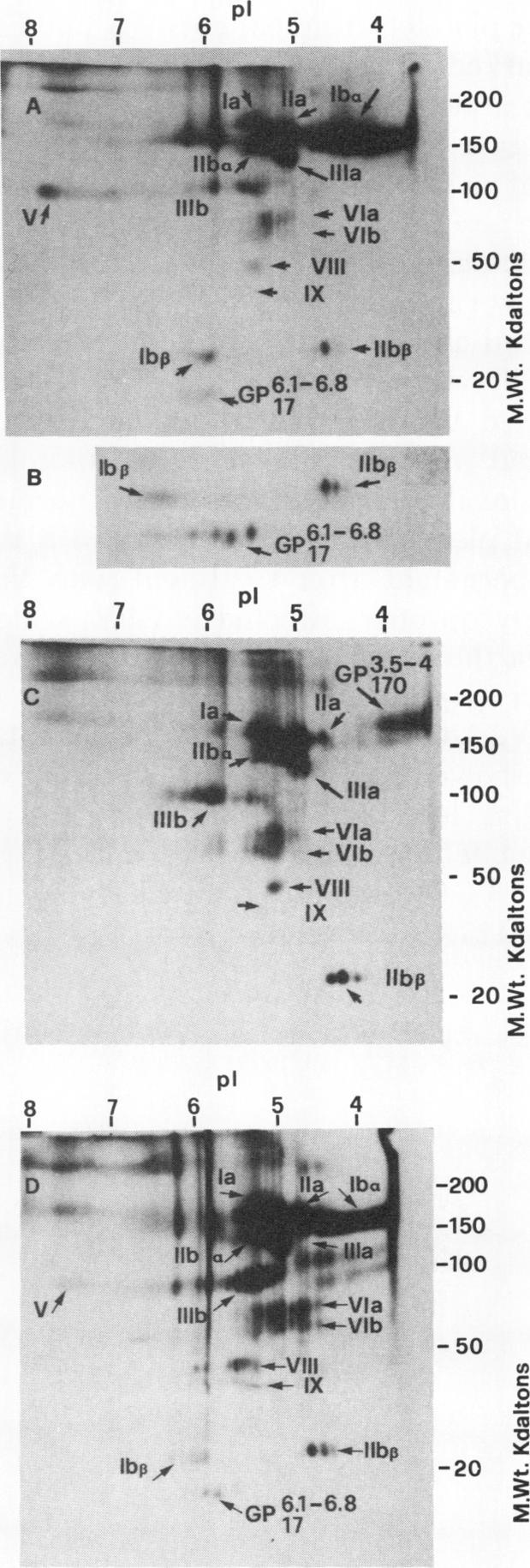 https://cdn.ncbi.nlm.nih.gov/pmc/blobs/e8ca/371237/21e28d6fcc34/jcinvest00702-0095-b.jpg