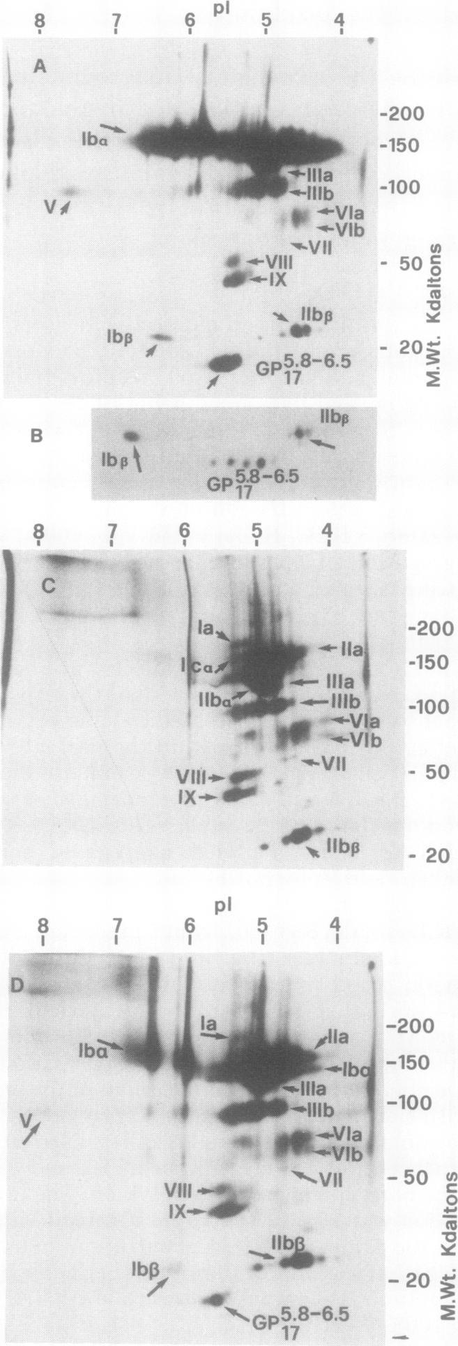 https://cdn.ncbi.nlm.nih.gov/pmc/blobs/e8ca/371237/66aceac13935/jcinvest00702-0094-a.jpg