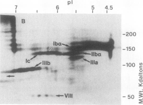 https://cdn.ncbi.nlm.nih.gov/pmc/blobs/e8ca/371237/6bd1f4fdf65b/jcinvest00702-0096-b.jpg