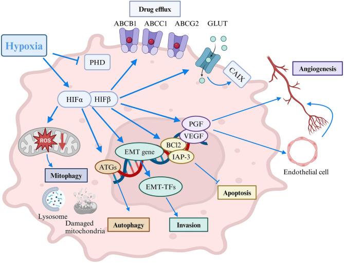 https://cdn.ncbi.nlm.nih.gov/pmc/blobs/e8cb/11921735/b5160f070b86/13045_2025_1684_Fig3_HTML.jpg