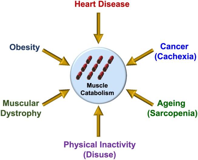 https://cdn.ncbi.nlm.nih.gov/pmc/blobs/e8cc/5377414/1e3b32fd552b/JCSM-8-190-g001.jpg