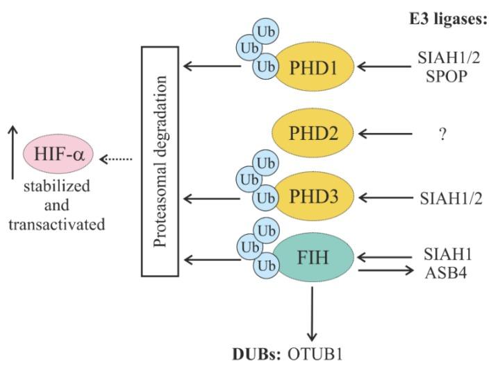 https://cdn.ncbi.nlm.nih.gov/pmc/blobs/e8cd/6627837/595e7de03c23/cells-08-00598-g006.jpg
