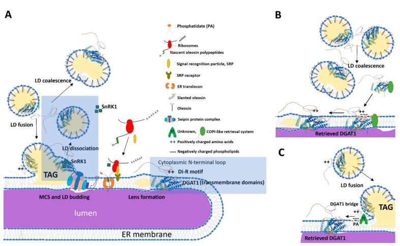 https://cdn.ncbi.nlm.nih.gov/pmc/blobs/e8ce/12347784/2740804eb1a7/ijms-26-07406-g007.jpg