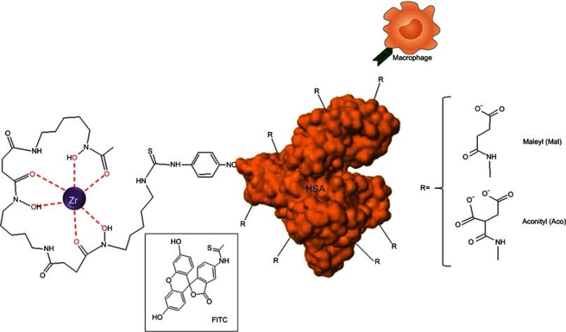 https://cdn.ncbi.nlm.nih.gov/pmc/blobs/e8d0/6535103/012552c38f92/IJN-14-3723-g0001.jpg