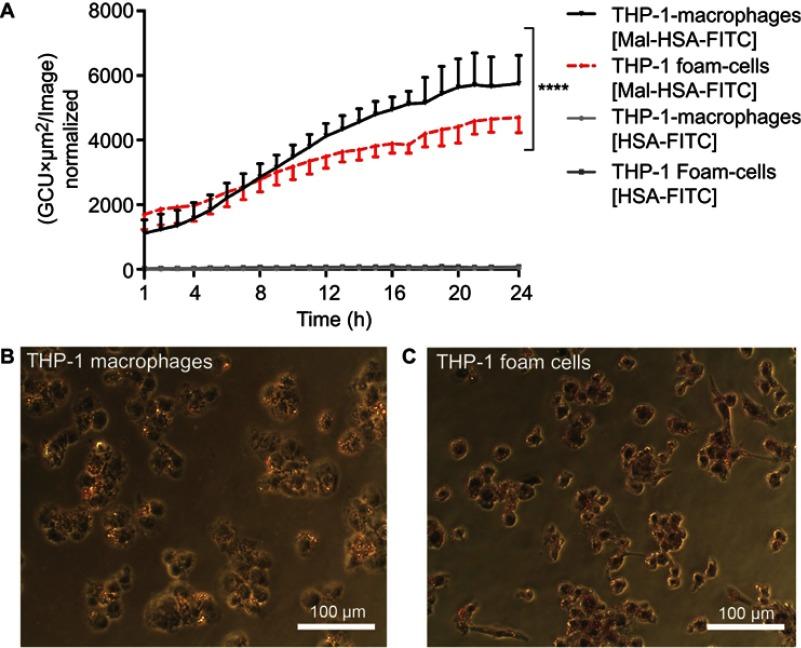 https://cdn.ncbi.nlm.nih.gov/pmc/blobs/e8d0/6535103/5352f366258c/IJN-14-3723-g0004.jpg