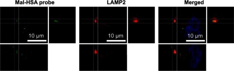 https://cdn.ncbi.nlm.nih.gov/pmc/blobs/e8d0/6535103/f393e9b498c8/IJN-14-3723-g0003.jpg