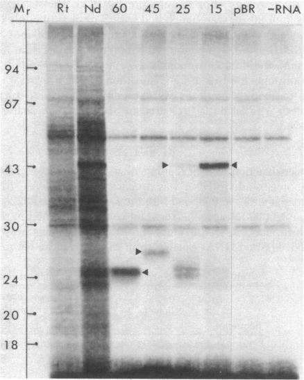 https://cdn.ncbi.nlm.nih.gov/pmc/blobs/e8dd/393873/1cbab386227d/pnas00635-0187-b.jpg