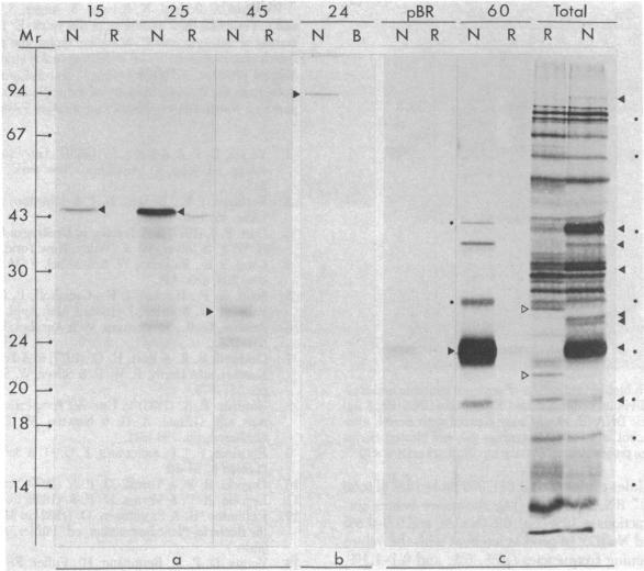 https://cdn.ncbi.nlm.nih.gov/pmc/blobs/e8dd/393873/8fd0efc7c439/pnas00635-0188-a.jpg