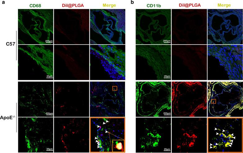https://cdn.ncbi.nlm.nih.gov/pmc/blobs/e8de/8082811/3b3e62acc717/12951_2021_863_Fig3_HTML.jpg