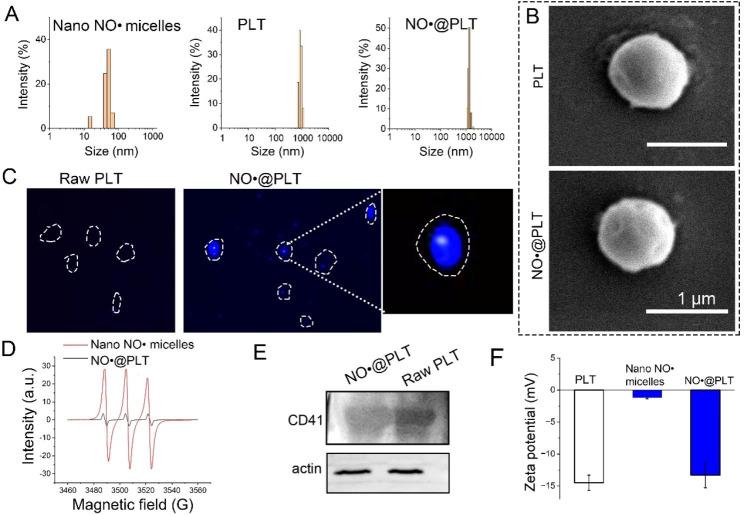 https://cdn.ncbi.nlm.nih.gov/pmc/blobs/e8e2/10734142/5882432f6064/12951_2023_2245_Fig2_HTML.jpg