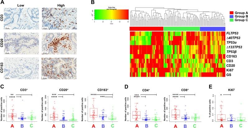 https://cdn.ncbi.nlm.nih.gov/pmc/blobs/e8e2/6702175/f0760e2660f7/41419_2019_1861_Fig2_HTML.jpg