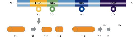 https://cdn.ncbi.nlm.nih.gov/pmc/blobs/e8e2/8026307/15918a7454ac/JIR2021-5557095.001.jpg