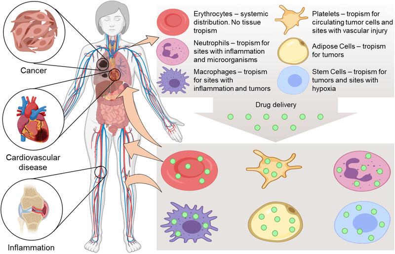 https://cdn.ncbi.nlm.nih.gov/pmc/blobs/e8e5/7646027/c0d1c45da71f/ADTP-4-0-g004.jpg