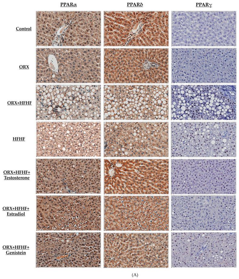https://cdn.ncbi.nlm.nih.gov/pmc/blobs/e8e8/10968543/1793416c4ad3/biomedicines-12-00483-g007a.jpg