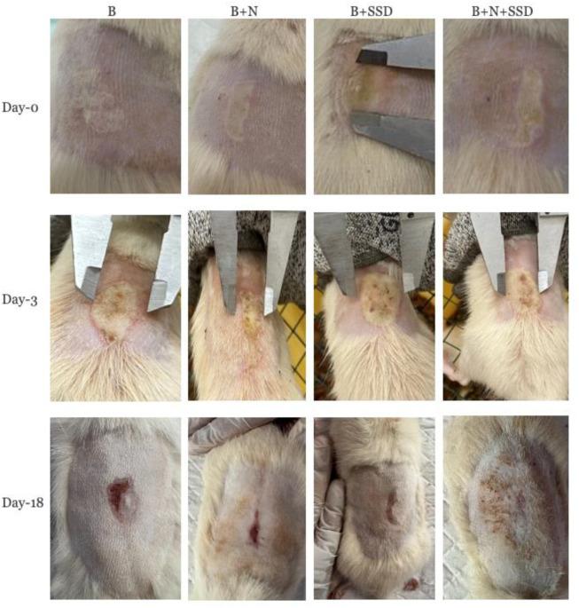 https://cdn.ncbi.nlm.nih.gov/pmc/blobs/e8e8/11125405/ef7f07964219/NarraJ-4-e621-g006.jpg