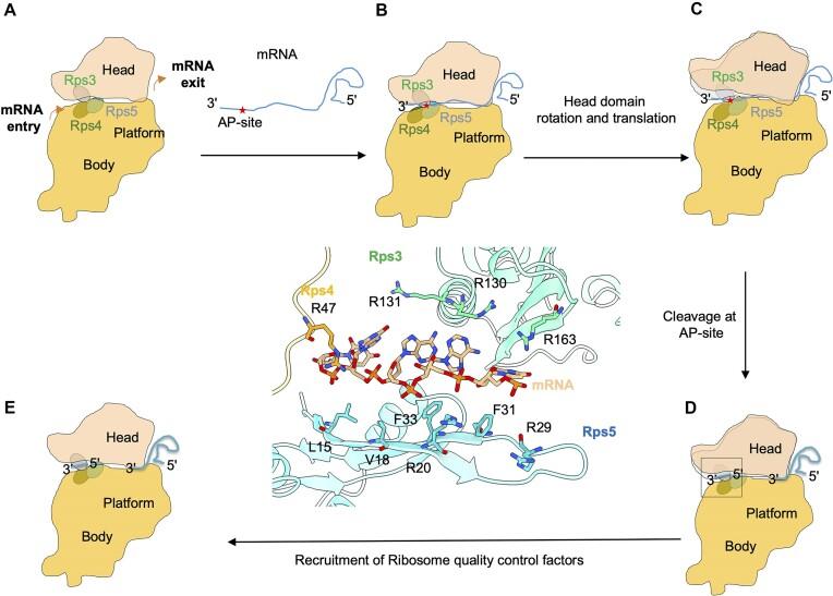 https://cdn.ncbi.nlm.nih.gov/pmc/blobs/e8e9/11662941/36137bf343a9/gkae1130fig9.jpg