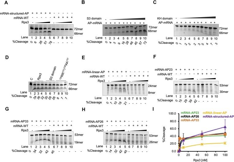 https://cdn.ncbi.nlm.nih.gov/pmc/blobs/e8e9/11662941/dfde935cd244/gkae1130fig4.jpg