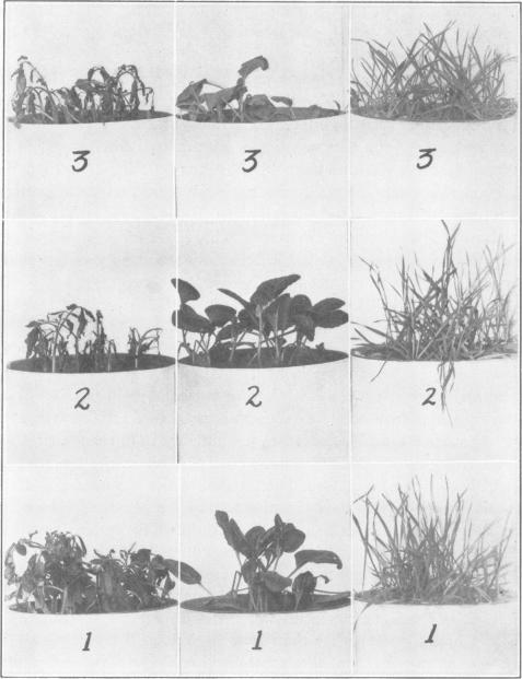 https://cdn.ncbi.nlm.nih.gov/pmc/blobs/e8e9/439814/aefbe990a5e7/plntphys00323-0147-a.jpg