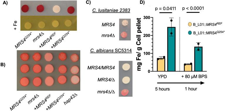 https://cdn.ncbi.nlm.nih.gov/pmc/blobs/e8ea/10470810/837199a179d3/mbio.01171-23.f005.jpg