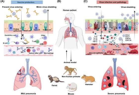 https://cdn.ncbi.nlm.nih.gov/pmc/blobs/e8ef/11739453/ef0ea032969c/MCO2-6-e70056-g001.jpg