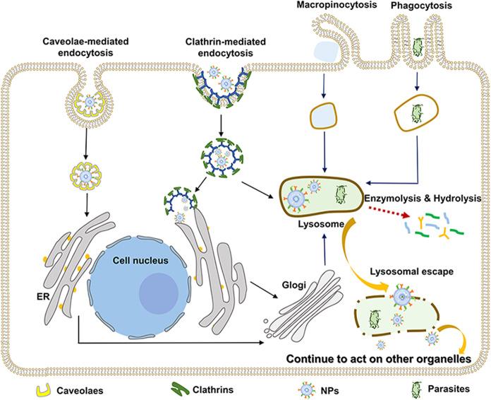 https://cdn.ncbi.nlm.nih.gov/pmc/blobs/e8ef/7644763/106e180427ab/41392_2020_342_Fig2_HTML.jpg