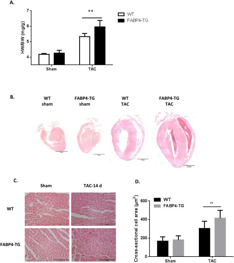 https://cdn.ncbi.nlm.nih.gov/pmc/blobs/e8f0/4905683/7163fde2dc78/pone.0157372.g003.jpg
