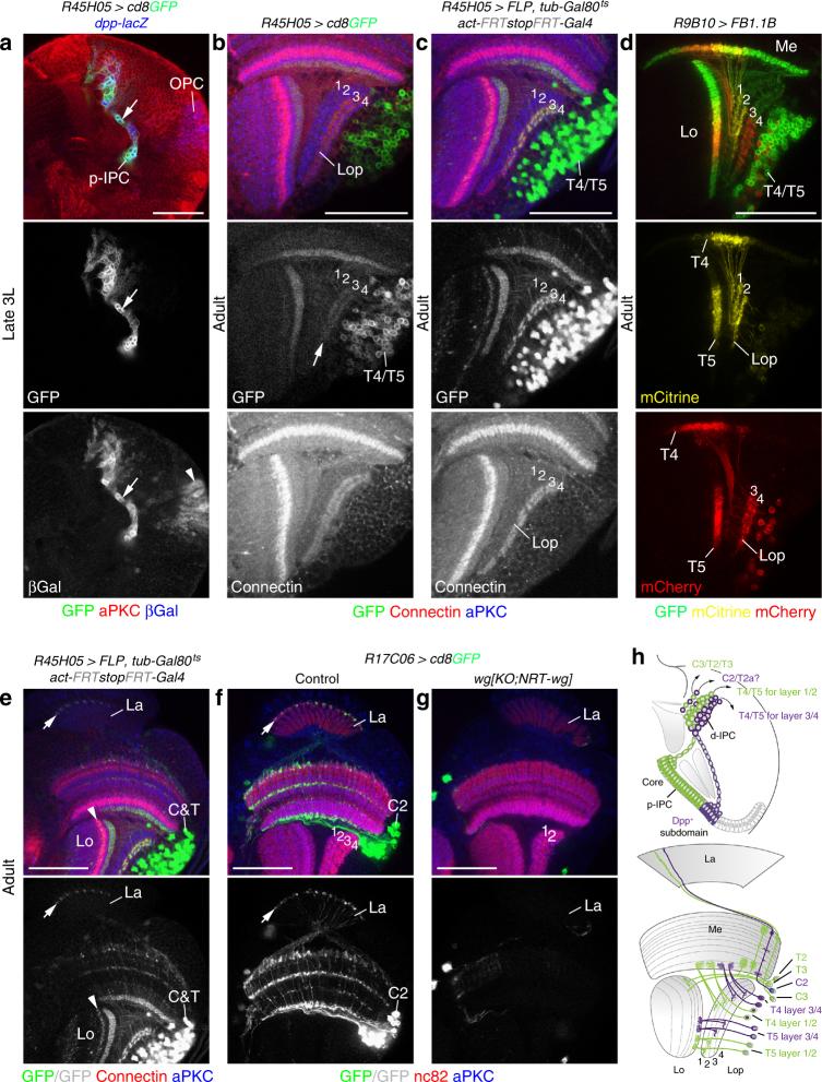 https://cdn.ncbi.nlm.nih.gov/pmc/blobs/e8f2/5997761/2ef496a66ed7/41467_2018_4592_Fig4_HTML.jpg