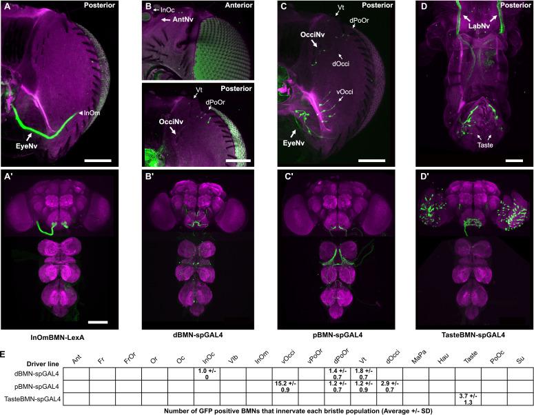 https://cdn.ncbi.nlm.nih.gov/pmc/blobs/e8f7/11026096/1230fc2701bf/elife-87602-fig3-figsupp1.jpg