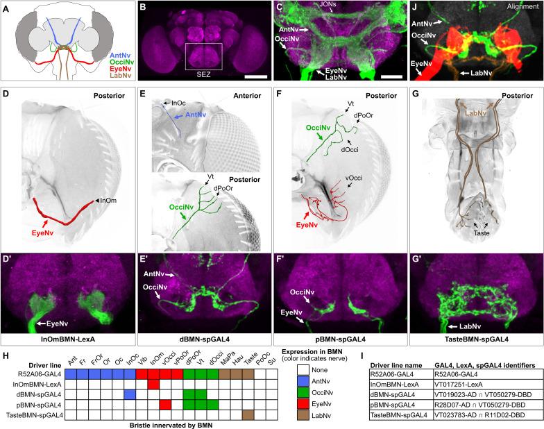 https://cdn.ncbi.nlm.nih.gov/pmc/blobs/e8f7/11026096/ccaf87ce0875/elife-87602-fig3.jpg