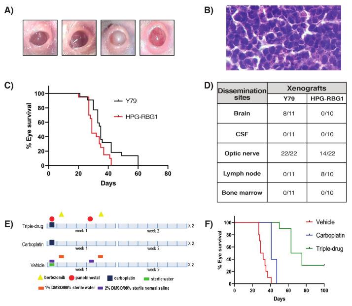 https://cdn.ncbi.nlm.nih.gov/pmc/blobs/e8f9/7565107/8f15860970f9/cancers-12-02714-g006.jpg
