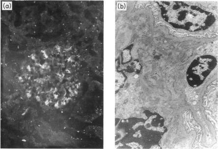 https://cdn.ncbi.nlm.nih.gov/pmc/blobs/e8fc/1385345/910f9ff120ba/immunology00143-0028-a.jpg