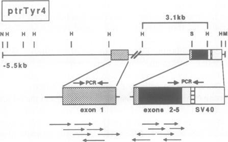 https://cdn.ncbi.nlm.nih.gov/pmc/blobs/e8fc/551993/c01af3340d5d/emboj00236-0162-a.jpg