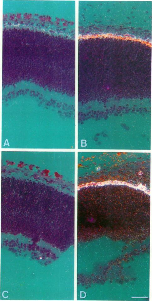 https://cdn.ncbi.nlm.nih.gov/pmc/blobs/e8fc/551993/fba17117281c/emboj00236-0165-a.jpg