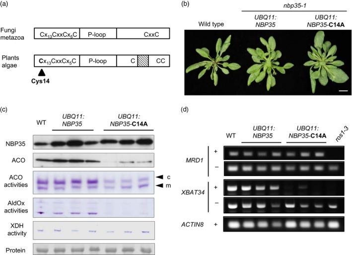 https://cdn.ncbi.nlm.nih.gov/pmc/blobs/e8fd/5324674/8a732f2e5913/TPJ-89-590-g002.jpg