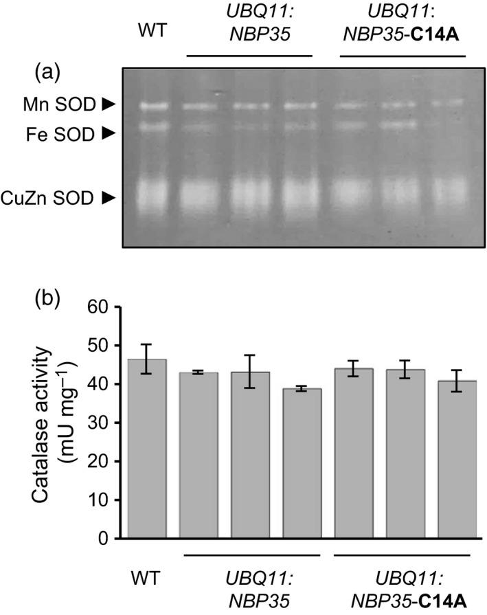 https://cdn.ncbi.nlm.nih.gov/pmc/blobs/e8fd/5324674/a0e754d85175/TPJ-89-590-g003.jpg