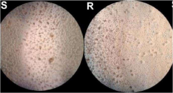 https://cdn.ncbi.nlm.nih.gov/pmc/blobs/e8fe/9535421/49d70648d8cc/gr4.jpg