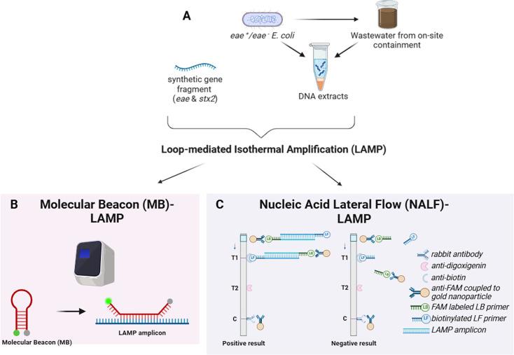 https://cdn.ncbi.nlm.nih.gov/pmc/blobs/e8ff/12442385/ec0ed728904e/aem.00880-25.f001.jpg