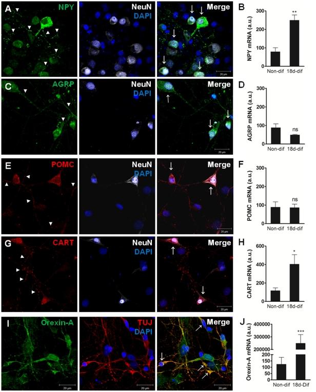https://cdn.ncbi.nlm.nih.gov/pmc/blobs/e901/3092771/4052e8667121/pone.0019745.g005.jpg