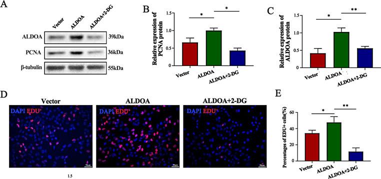 https://cdn.ncbi.nlm.nih.gov/pmc/blobs/e902/11387566/7f2318ec31fc/18_2024_5414_Fig6_HTML.jpg