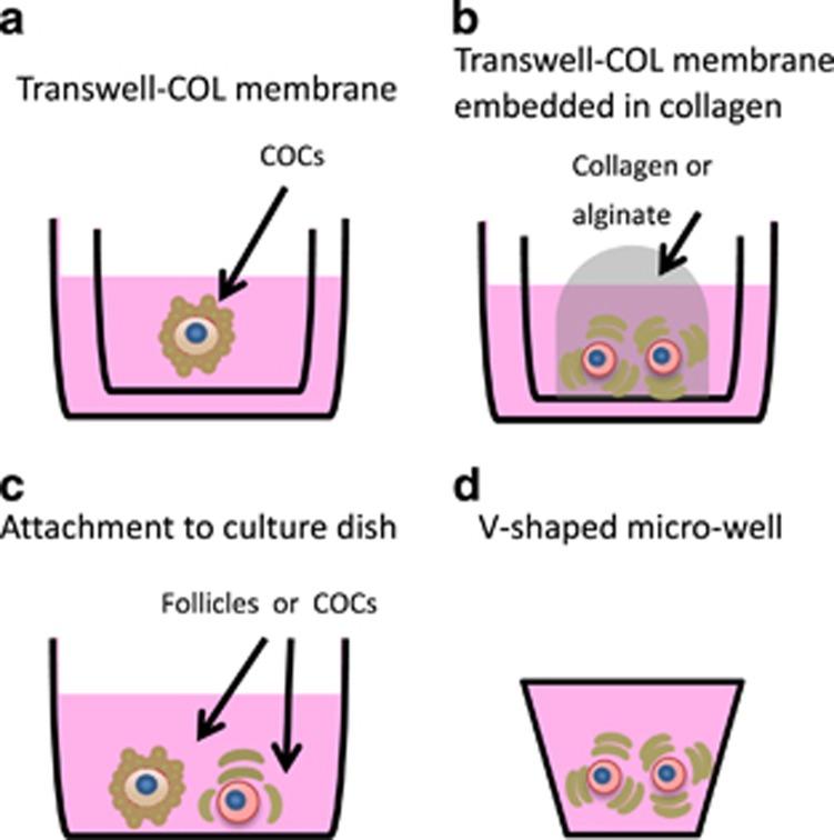 https://cdn.ncbi.nlm.nih.gov/pmc/blobs/e907/5635224/dee630418c5a/cdd2017134f3.jpg
