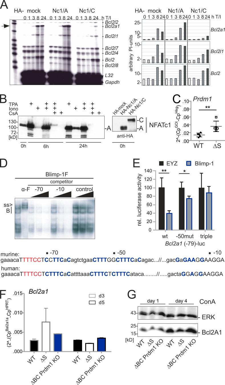https://cdn.ncbi.nlm.nih.gov/pmc/blobs/e90a/7953626/3c78a6c32f37/JEM_20181853_FigS5.jpg
