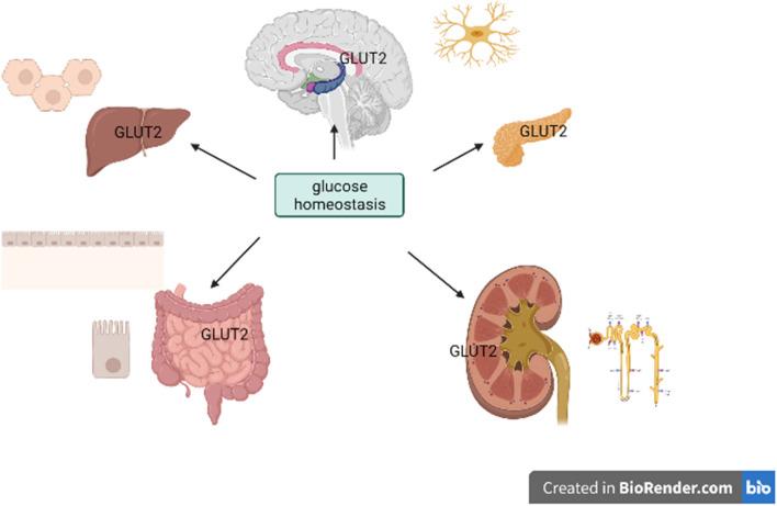 https://cdn.ncbi.nlm.nih.gov/pmc/blobs/e90c/10374759/416ee0bc67a4/11033_2023_8535_Fig1_HTML.jpg